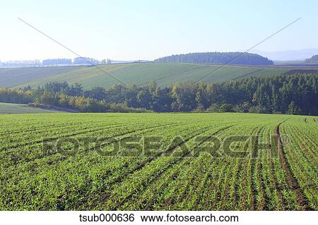 Hokkaido, Japan View Large Photo Image Stock Photograph - Hokkaido, Japan. Fotosearch