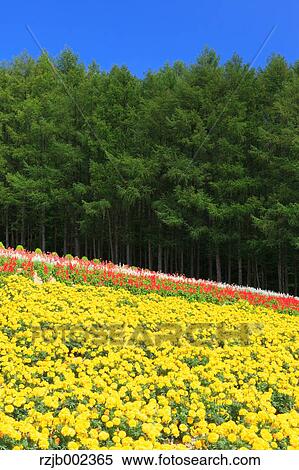 Hokkaido, Japan View Large Photo Image Stock Photography - Hokkaido, Japan. Fotosearch