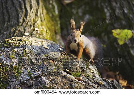 Hokkaido Squirrel View Large Photo Image Picture - Hokkaido Squirrel. Fotosearch