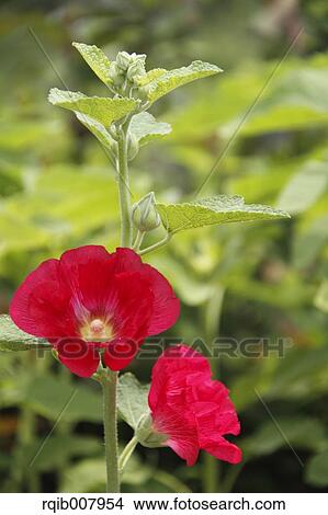 Hollyhock View Large Photo Image Picture - Hollyhock. Fotosearch