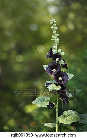 Hollyhock View Large Photo Image Stock Image - Hollyhock. Fotosearch