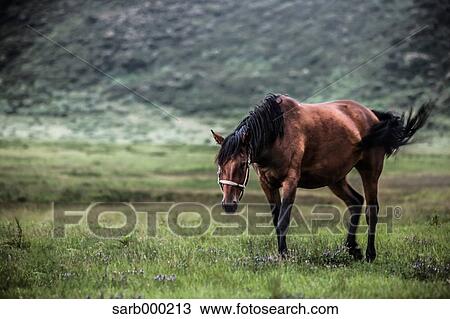 Horse in a field View Large Photo Image Stock Image - Horse in a field. Fotosearch