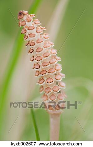 Horsetail View Large Photo Image Stock Photo - Horsetail. Fotosearch