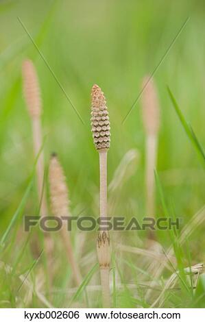 Stock Photograph - Horsetail. Fotosearch