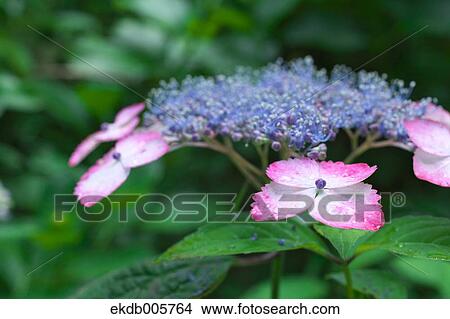 Picture - Hydrangea. Fotosearch