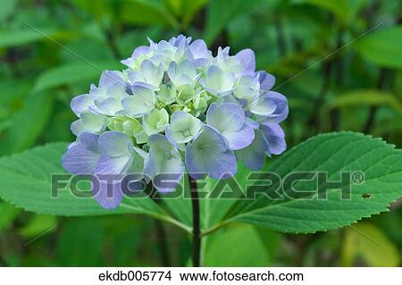 Hydrangea View Large Photo Image Picture - Hydrangea. Fotosearch