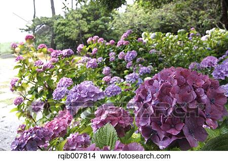 Picture - Hydrangea. Fotosearch