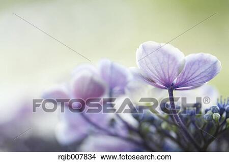Hydrangea View Large Photo Image Picture - Hydrangea. Fotosearch