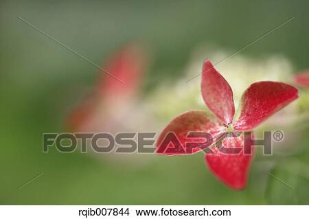 Hydrangea View Large Photo Image Picture - Hydrangea. Fotosearch