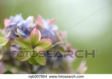 Hydrangea View Large Photo Image Picture - Hydrangea. Fotosearch