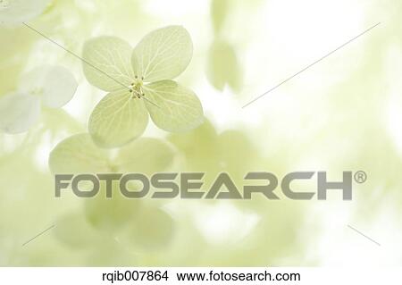 Picture - Hydrangea. Fotosearch