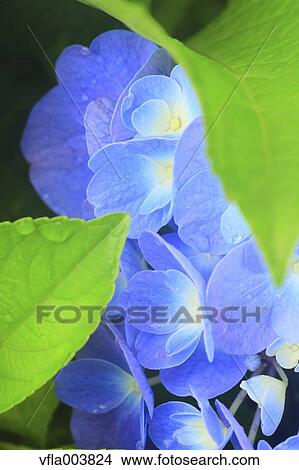 Hydrangea View Large Photo Image Picture - Hydrangea. Fotosearch