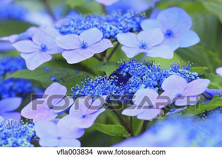 Hydrangea View Large Photo Image Picture - Hydrangea. Fotosearch