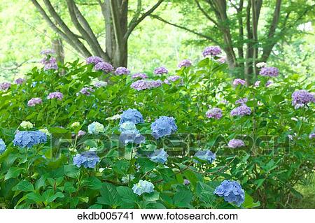 Hydrangea View Large Photo Image Stock Image - Hydrangea. Fotosearch