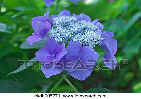 Hydrangea View Large Photo Image Stock Image - Hydrangea. Fotosearch