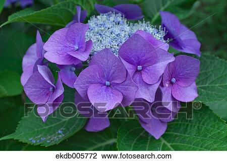 Hydrangea View Large Photo Image Stock Image - Hydrangea. Fotosearch