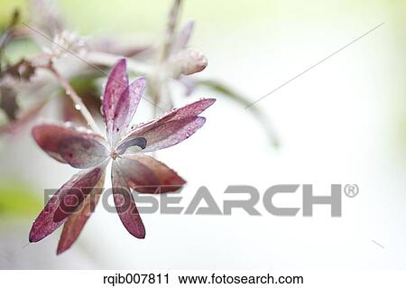 Hydrangea View Large Photo Image Stock Image - Hydrangea. Fotosearch
