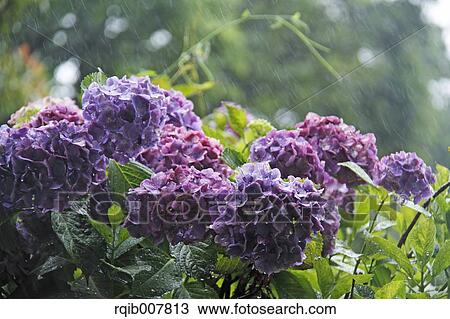 Stock Image - Hydrangea. Fotosearch