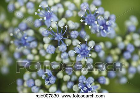 Stock Image - Hydrangea. Fotosearch