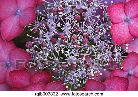 Stock Image - Hydrangea. Fotosearch