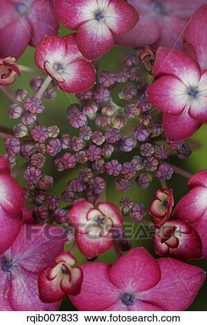 Hydrangea View Large Photo Image Stock Image - Hydrangea. Fotosearch