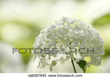 Stock Image - Hydrangea. Fotosearch