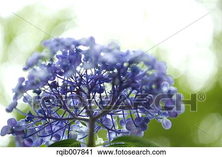 Hydrangea View Large Photo Image Stock Image - Hydrangea. Fotosearch