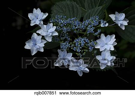 Hydrangea View Large Photo Image Stock Image - Hydrangea. Fotosearch