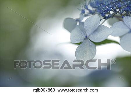 Hydrangea View Large Photo Image Stock Image - Hydrangea. Fotosearch