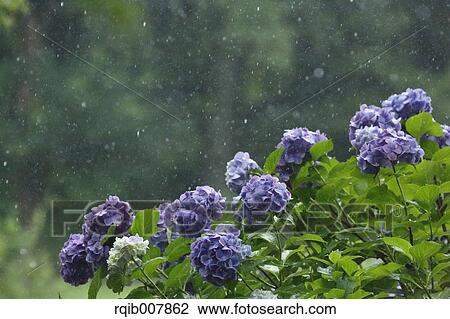 Hydrangea View Large Photo Image Stock Image - Hydrangea. Fotosearch