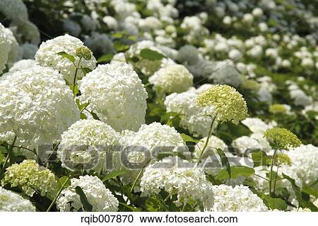 Stock Image - Hydrangea. Fotosearch