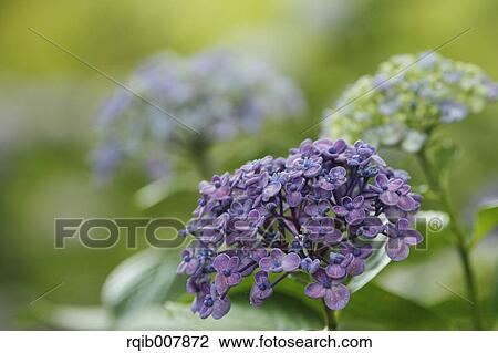 Hydrangea View Large Photo Image Stock Image - Hydrangea. Fotosearch