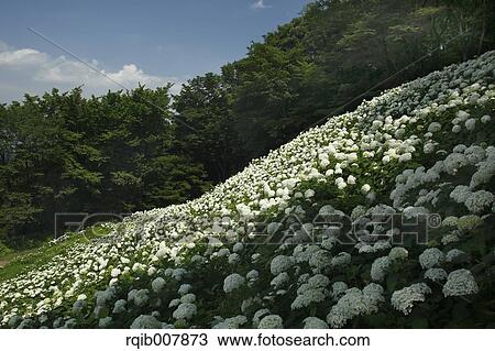 Stock Image - Hydrangea. Fotosearch