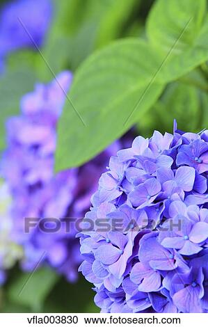 Hydrangea View Large Photo Image Stock Image - Hydrangea. Fotosearch