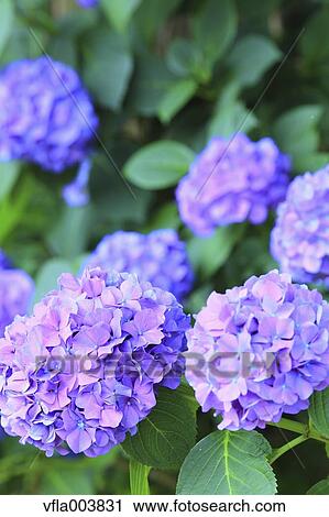 Stock Image - Hydrangea. Fotosearch