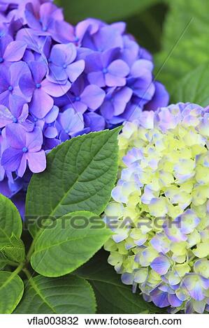 Stock Image - Hydrangea. Fotosearch