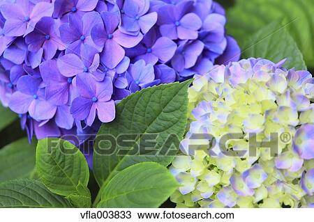 Hydrangea View Large Photo Image Stock Image - Hydrangea. Fotosearch