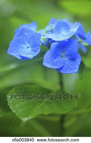 Hydrangea View Large Photo Image Stock Image - Hydrangea. Fotosearch
