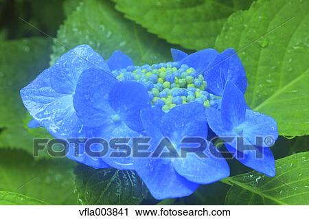 Hydrangea View Large Photo Image Stock Image - Hydrangea. Fotosearch