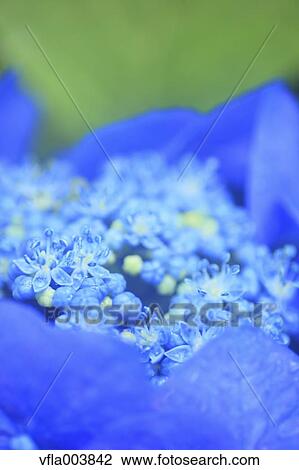 Hydrangea View Large Photo Image Stock Image - Hydrangea. Fotosearch