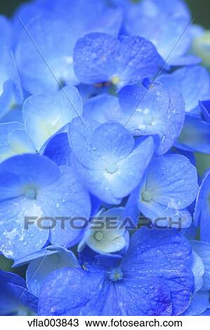 Hydrangea View Large Photo Image Stock Image - Hydrangea. Fotosearch