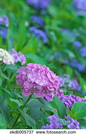 Hydrangea View Large Photo Image Stock Photo - Hydrangea. Fotosearch