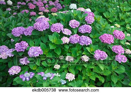 Hydrangea View Large Photo Image Stock Photo - Hydrangea. Fotosearch