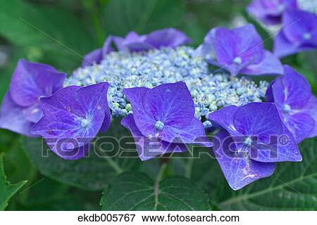 Hydrangea View Large Photo Image Stock Photo - Hydrangea. Fotosearch