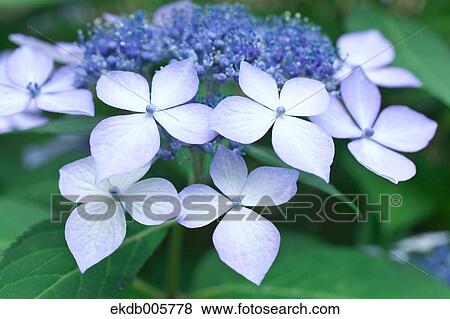 Hydrangea View Large Photo Image Stock Photo - Hydrangea. Fotosearch