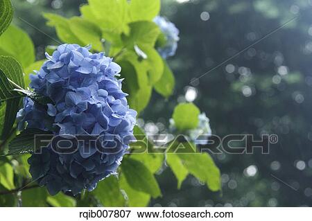 Stock Photo - Hydrangea. Fotosearch