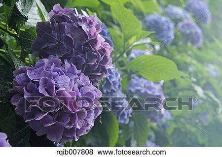 Stock Photo - Hydrangea. Fotosearch