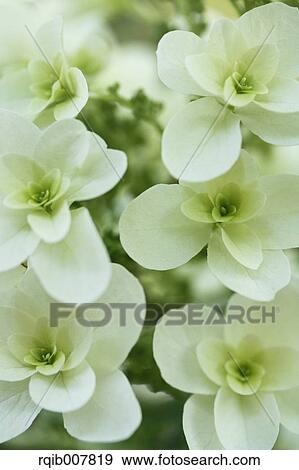 Hydrangea View Large Photo Image Stock Photo - Hydrangea. Fotosearch
