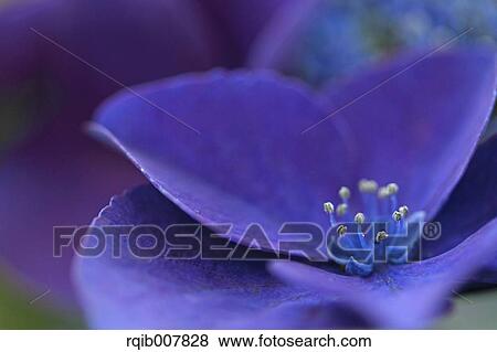 Hydrangea View Large Photo Image Stock Photo - Hydrangea. Fotosearch