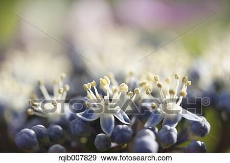 Hydrangea View Large Photo Image Stock Photo - Hydrangea. Fotosearch